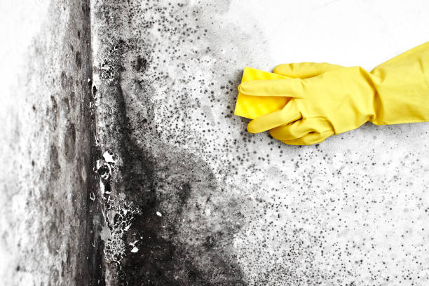 Best Attic Mold Remediation in Edneyville, NC