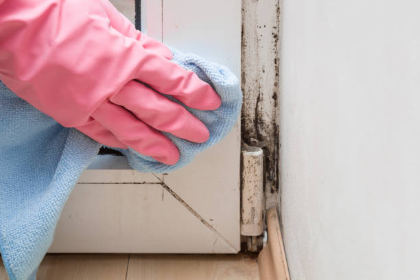 Best White Mold Remediation in Edneyville, NC